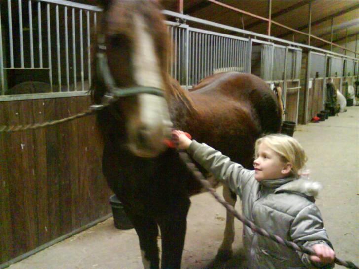 Welsh Cob (sec D) Nebles too much white - min ældeste datter & muggi på staldgangen billede 4
