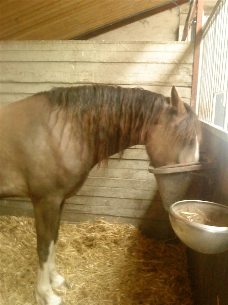 Welsh Cob (sec D) Nebles too much white - godt med lidt mash efter træning... billede 5