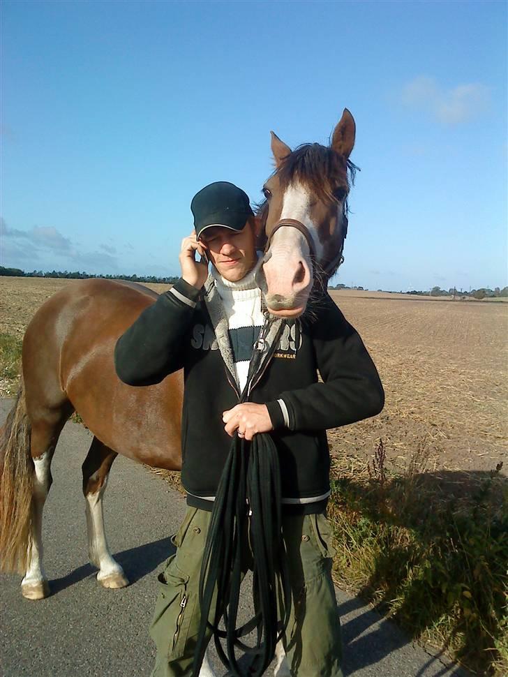 Welsh Cob (sec D) Nebles too much white - min mand & hest på gåtur i terrænnet, muggi træt af hans telefon snakkeri... billede 6