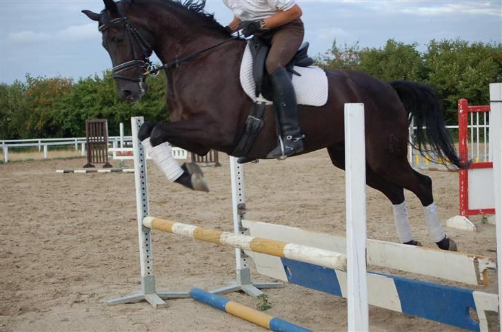 Hannoveraner Rigo Royal *R.I.P* - Rigo som springer :o! billede 16