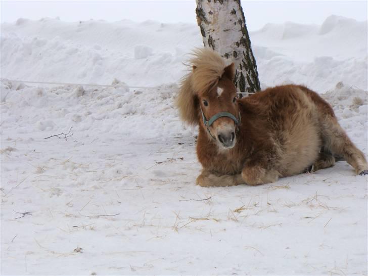 Shetlænder Julius billede 9