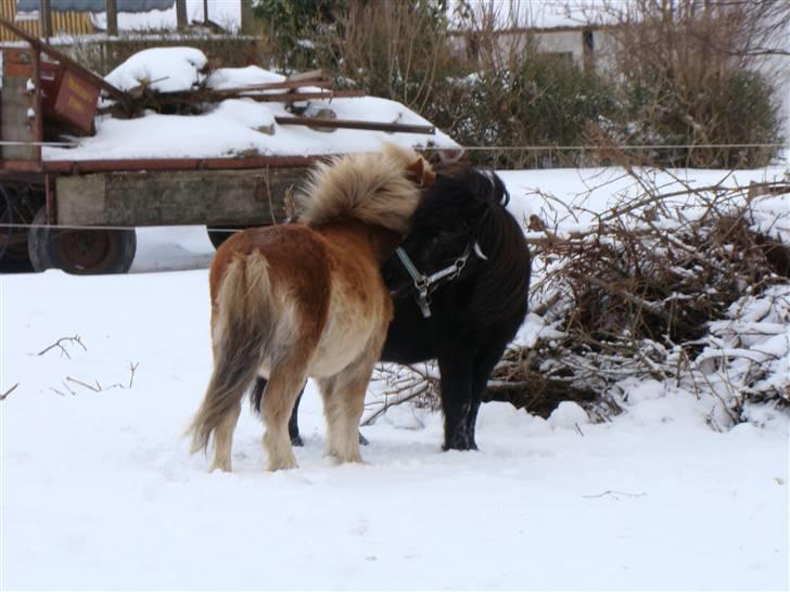 Shetlænder Julius billede 10