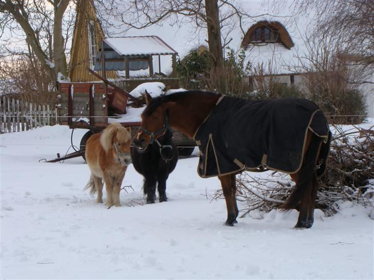 Shetlænder Julius billede 11