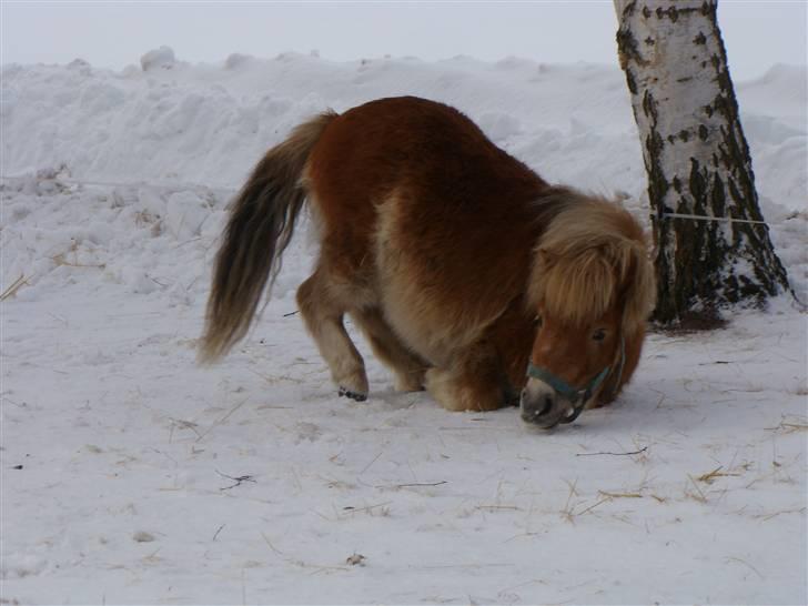 Shetlænder Julius billede 12