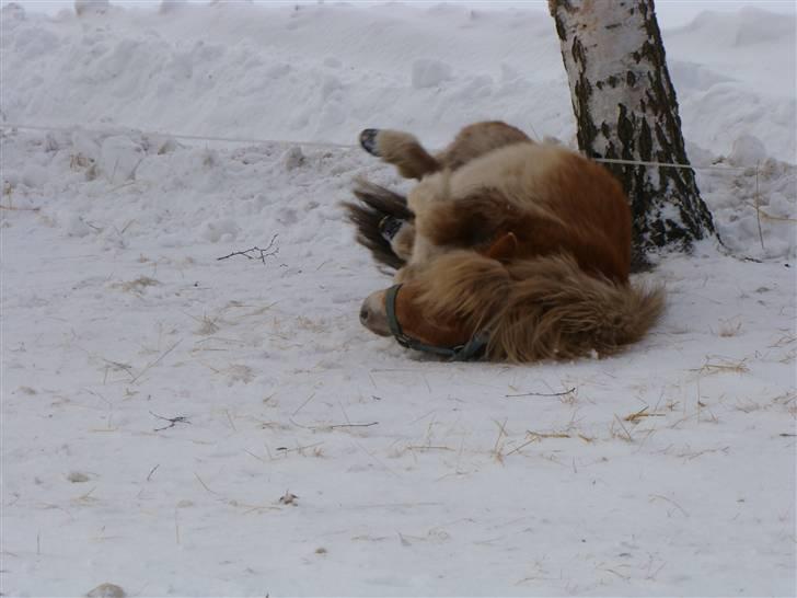 Shetlænder Julius billede 13