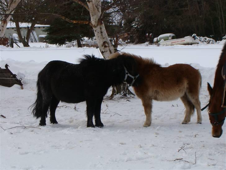Shetlænder Julius billede 14