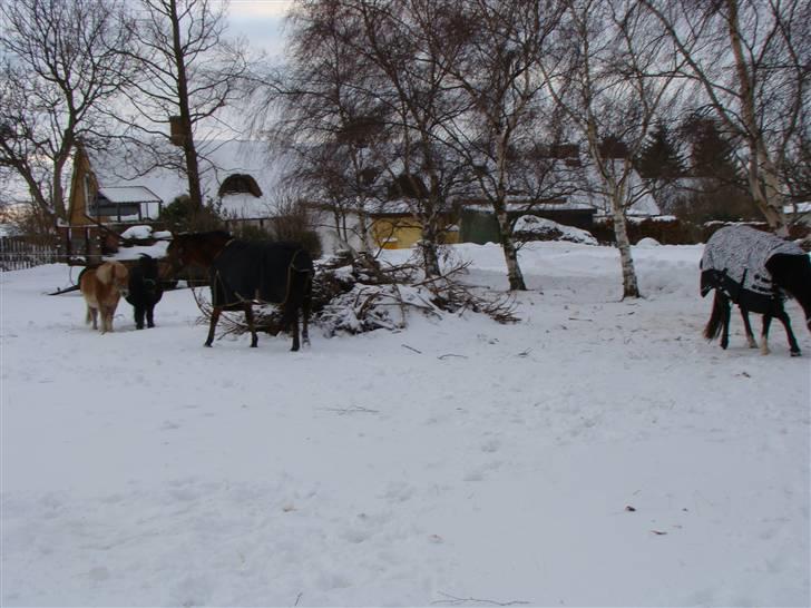 Shetlænder Julius billede 15