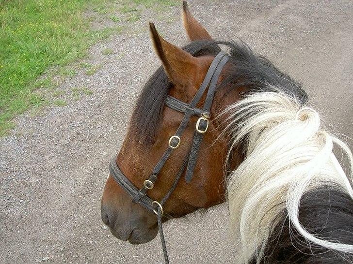 Anden særlig race Tinka *Solgt* - Nyt fra i sommers billede 13