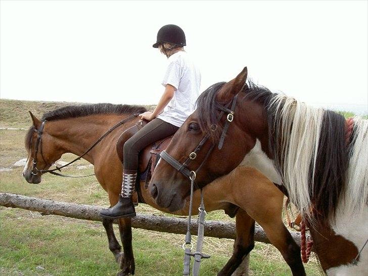 Anden særlig race Tinka *Solgt* - Nyt fra i sommers billede 14