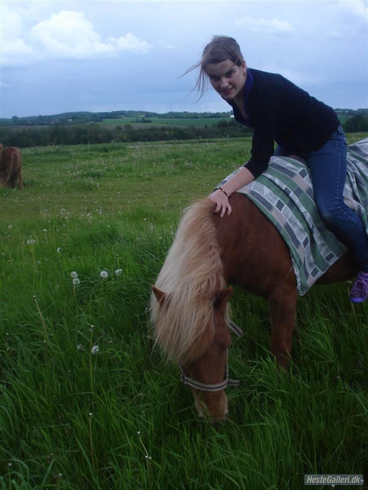 Islænder Freydi billede 15