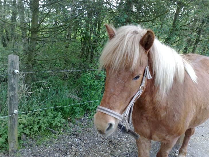 Islænder Freydi billede 16