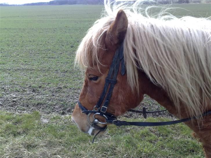 Islænder Freydi billede 17