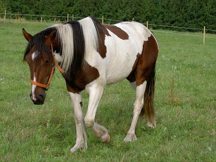 Anden særlig race Tinka *Solgt* - Nyt fra i sommers billede 15