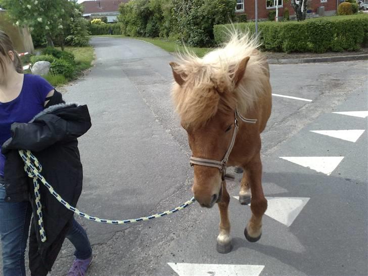 Islænder Freydi billede 18