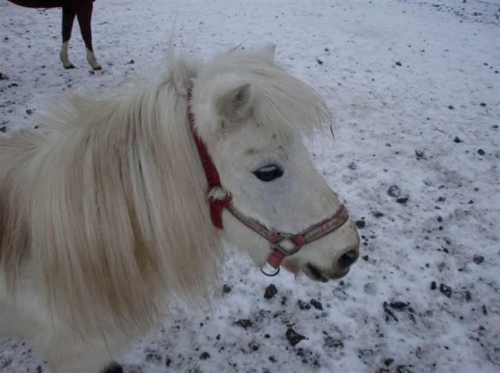 Anden særlig race aqua lene *Gamle part* R.I.P billede 9