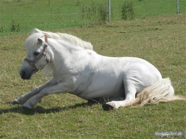 Anden særlig race aqua lene *Gamle part* R.I.P billede 10