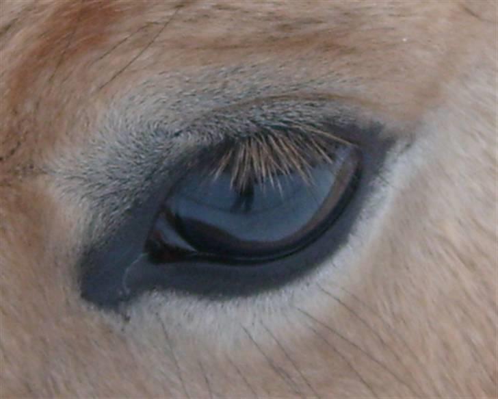 Anden særlig race • Daisy billede 8