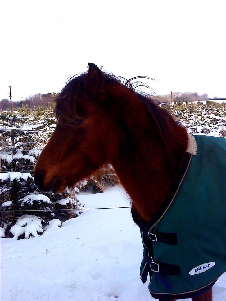 Kaspisk hest Rosmear Arad billede 12