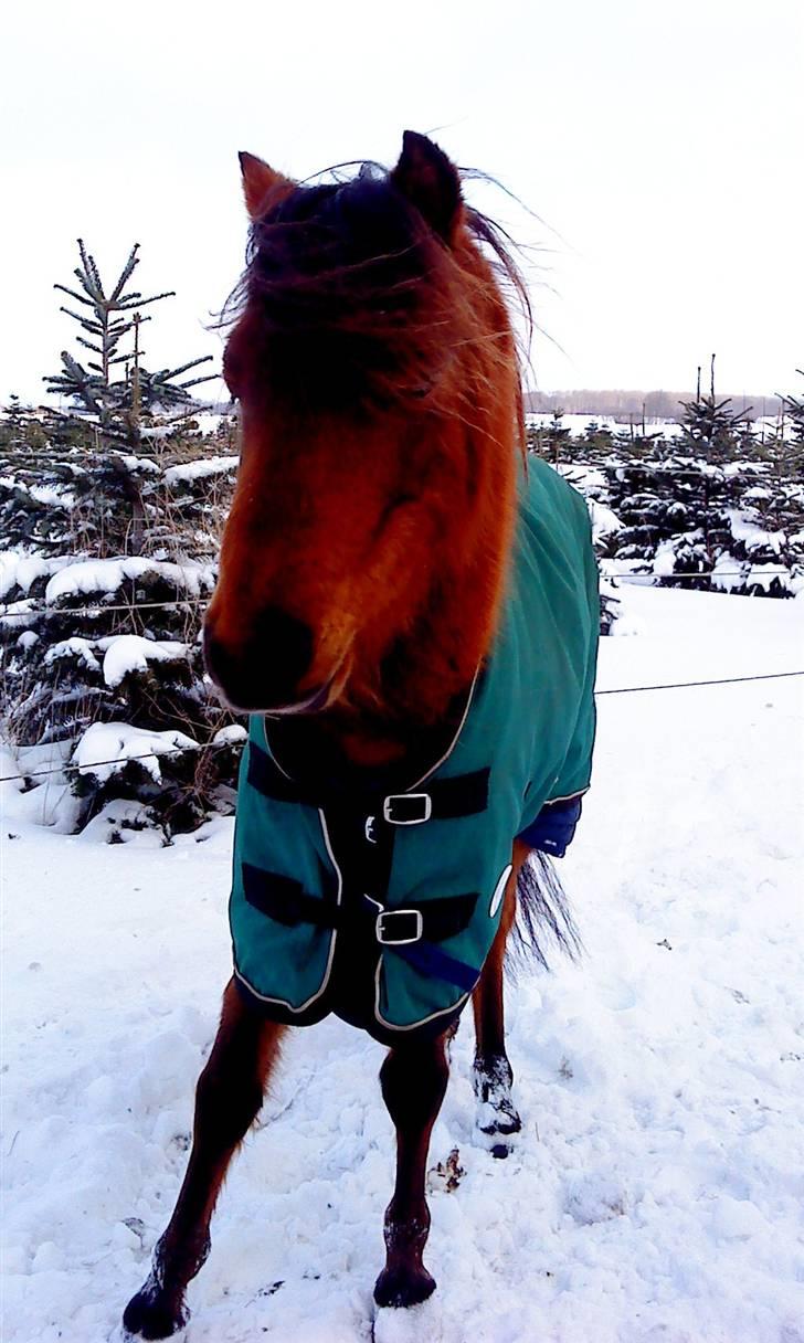 Kaspisk hest Rosmear Arad billede 13