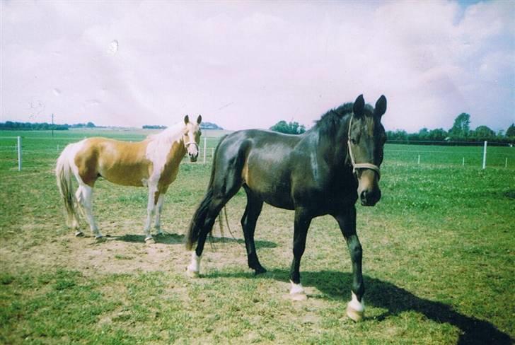 Hollandsk Varmblod Wervelwind^^Solgt^^ R.I.P billede 6