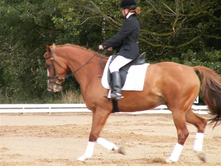 Hollandsk Varmblod Tina HL   SOLGT billede 9