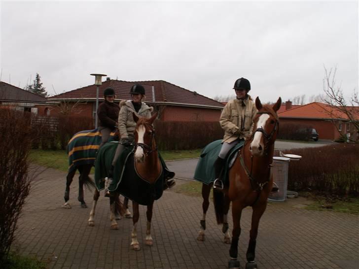 Hollandsk Varmblod Tina HL   SOLGT billede 11