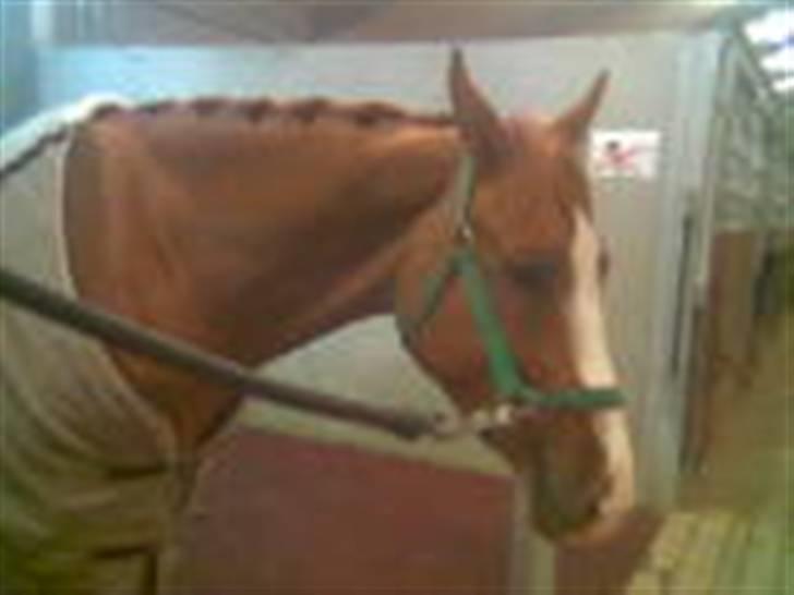 Hollandsk Varmblod Tina HL   SOLGT billede 12