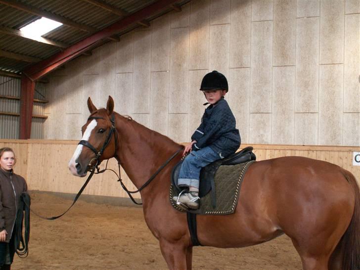 Hollandsk Varmblod Tina HL   SOLGT billede 13