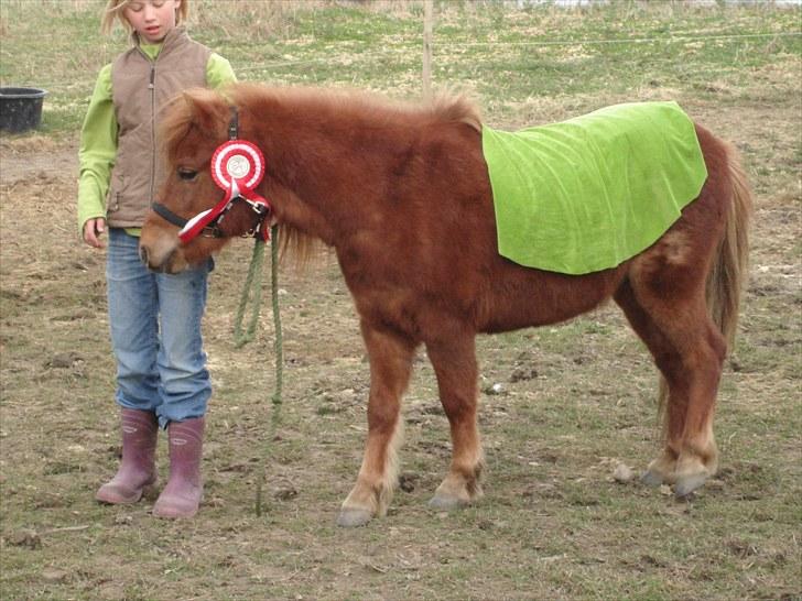 Shetlænder Flaxen - her har de lige pyntet mig lidt (= billede 2