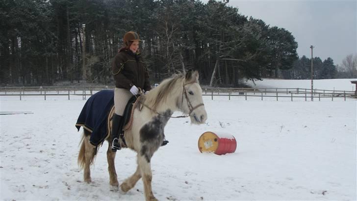 Anden særlig race Kousgaarden's Kimmi SOLGT billede 12