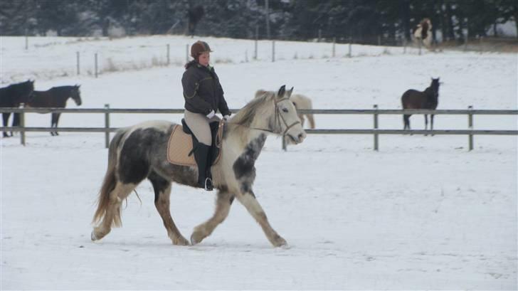 Anden særlig race Kousgaarden's Kimmi SOLGT billede 13