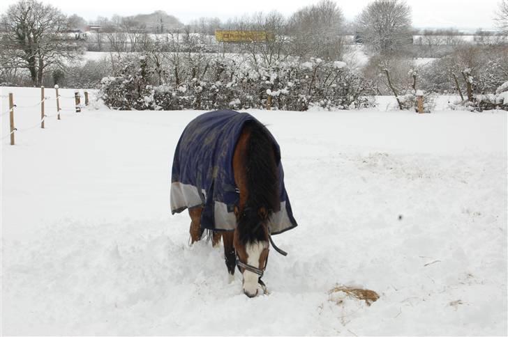 Welsh Pony af Cob-type (sec C) Gavotte`s Cathrien - gavottes i sne feb. 2010 må komme på fold 2 timer billede 20