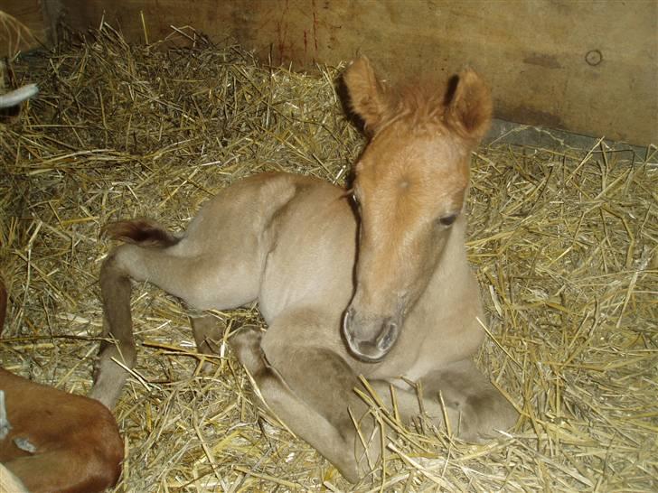Anden særlig race Lawina - Lawina som føl :D <3 hun var bare kær!! <3 billede 16