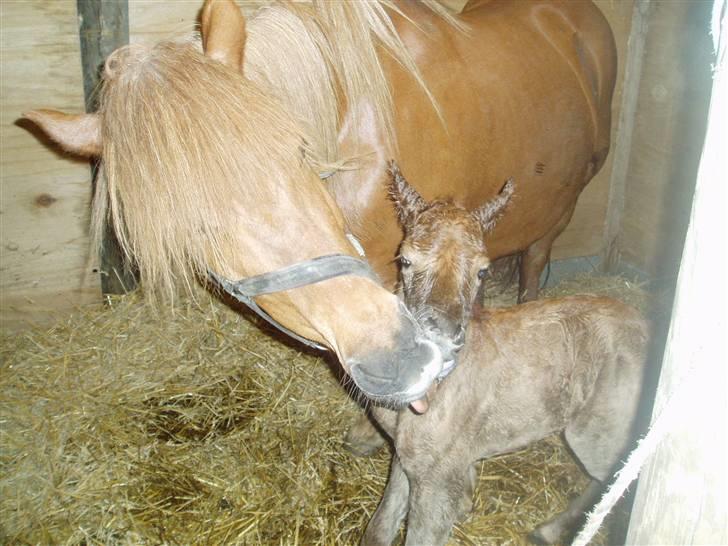 Islænder Lady (død) - Lady sammen med sit føl (Lawina) <3 billede 12
