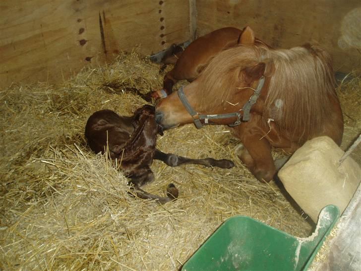 Islænder Lady (død) - igen <3 billede 13
