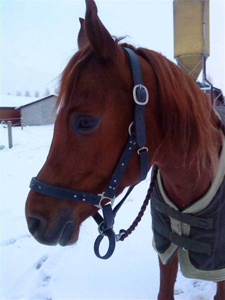 Arabisk fuldblod (OX) mastrem ox  (max) Solgt. billede 9