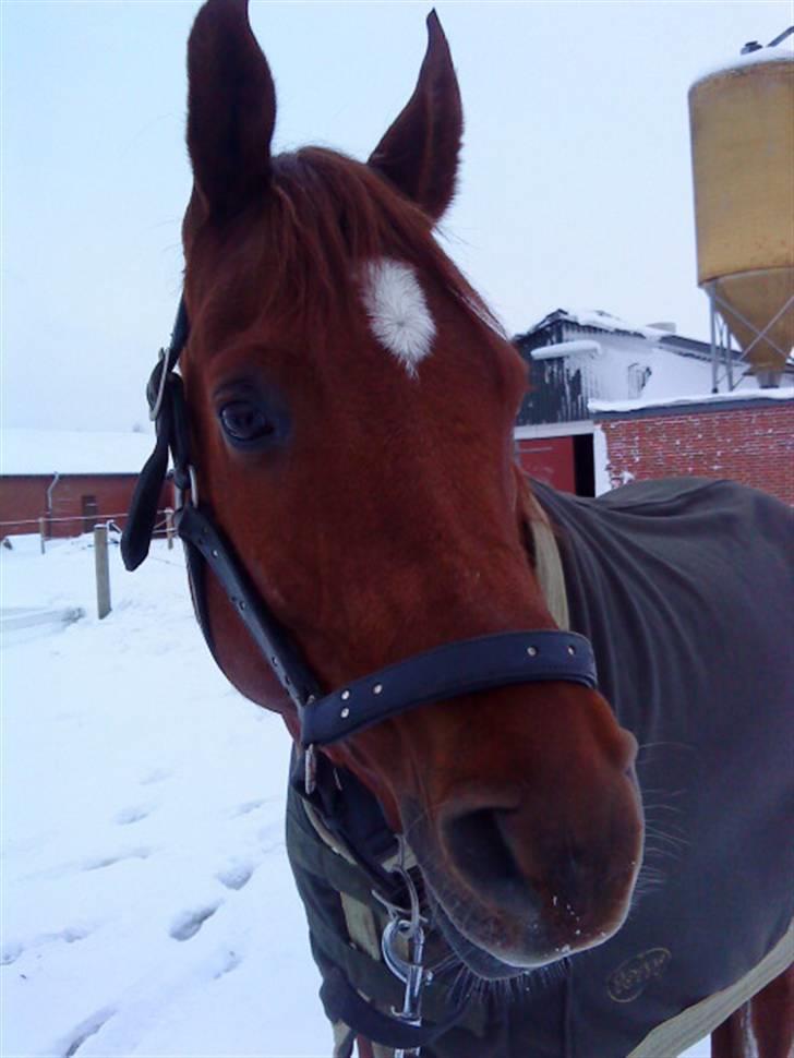 Arabisk fuldblod (OX) mastrem ox  (max) Solgt. billede 10