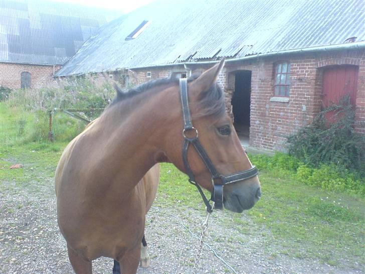 New Forest PATRICIA billede 15