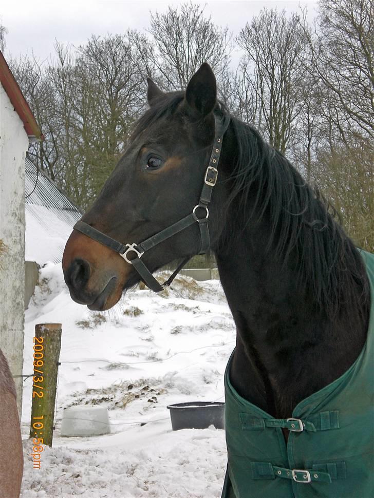 Traver Ginkgo Star billede 18