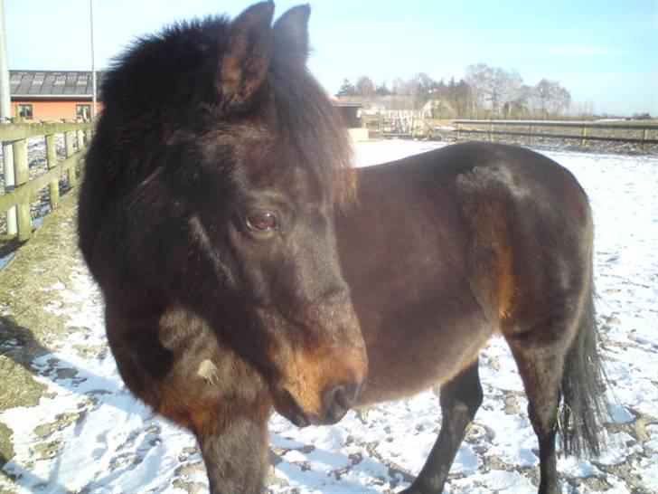 Anden særlig race Tarzan "mit et og alt,-drømme ponyen"<3 - Vinter 09/10 hvor han havde fået et stort sår oppe på ryggen der hvor man måler dem, af sit dækken så kan stod inde i lidt over en uge fordi kan ikke kunne komme ud pga han ikke havde vinter pels. billede 2