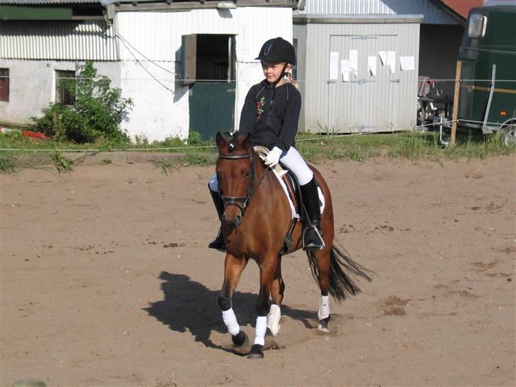 Welsh Pony (sec B) Jasmin<b-pony. billede 6