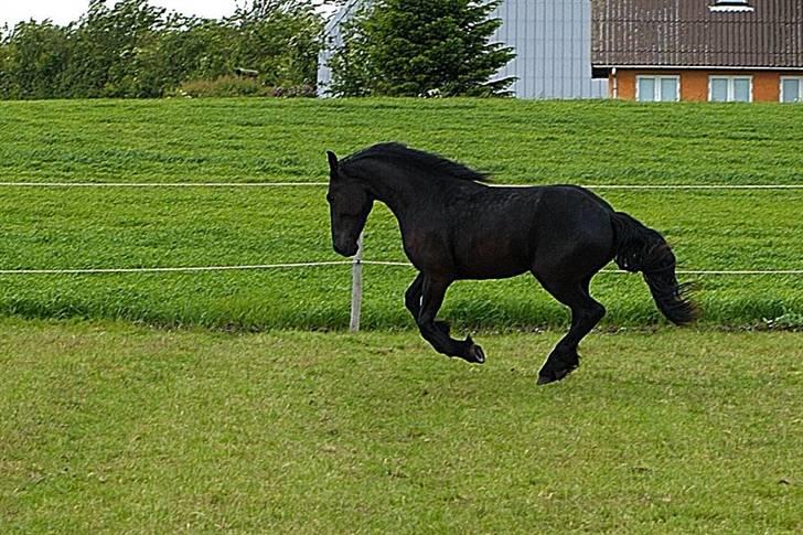 Frieser Carla (Passede) billede 2
