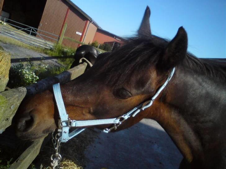 Anden særlig race Tarzan "mit et og alt,-drømme ponyen"<3 - Sommer 09 skal snart ud og ride:-) billede 5