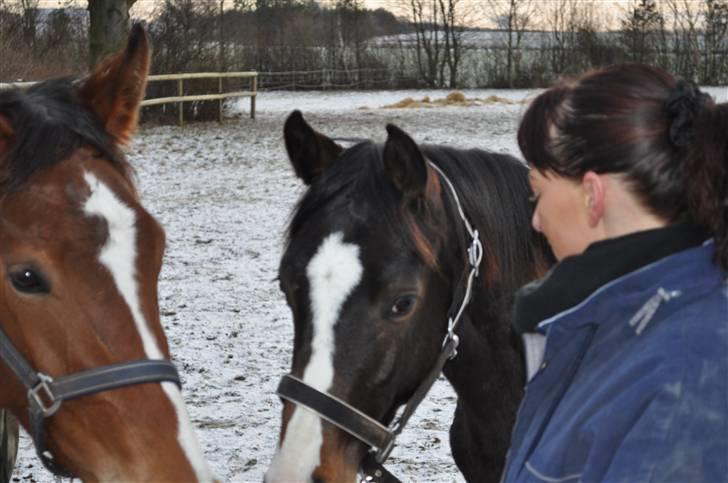 Dansk Varmblod Gredstedgaards Cornecht billede 16