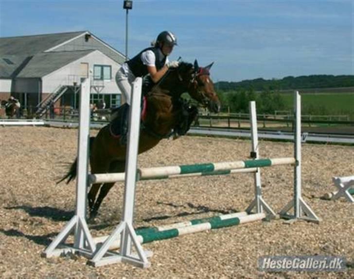 Hollandsk Sportspony Suze - solgt - Stævne på HIRI. Opvarming til LA. billede 1