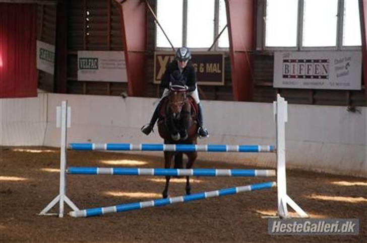 Hollandsk Sportspony Suze - solgt - Vores første MB - 0 fejl billede 2