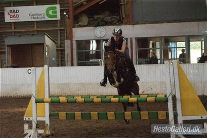 Hollandsk Sportspony Suze - solgt - Undervisning ved Christian Schou 2009 billede 5