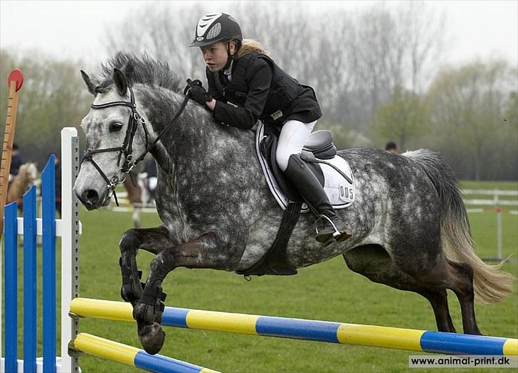 Irsk Sportspony Oldcastle Misty - B pony - første distrikt stævne 2x1  1x2 plads :D billede 15