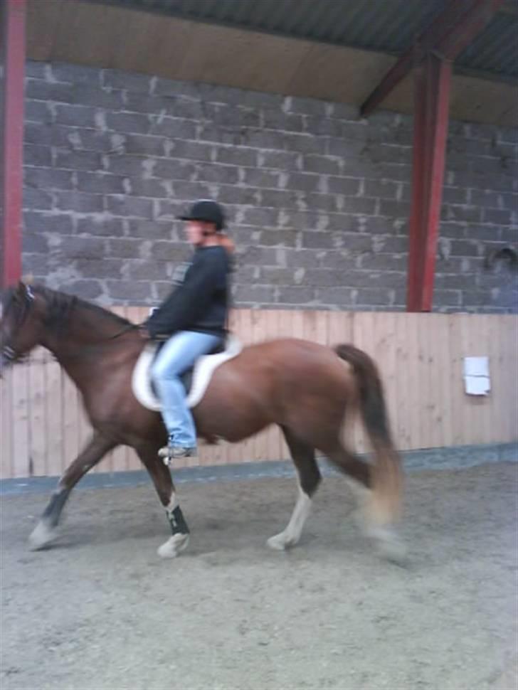 Welsh Cob (sec D) Nebles too much white - tilridning billede 7
