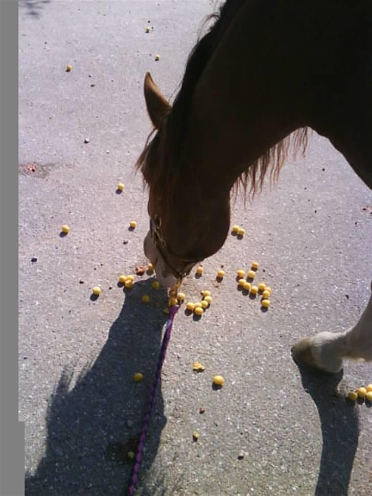 Welsh Cob (sec D) Nebles too much white - fandt et blommetræ i sensommeren billede 8